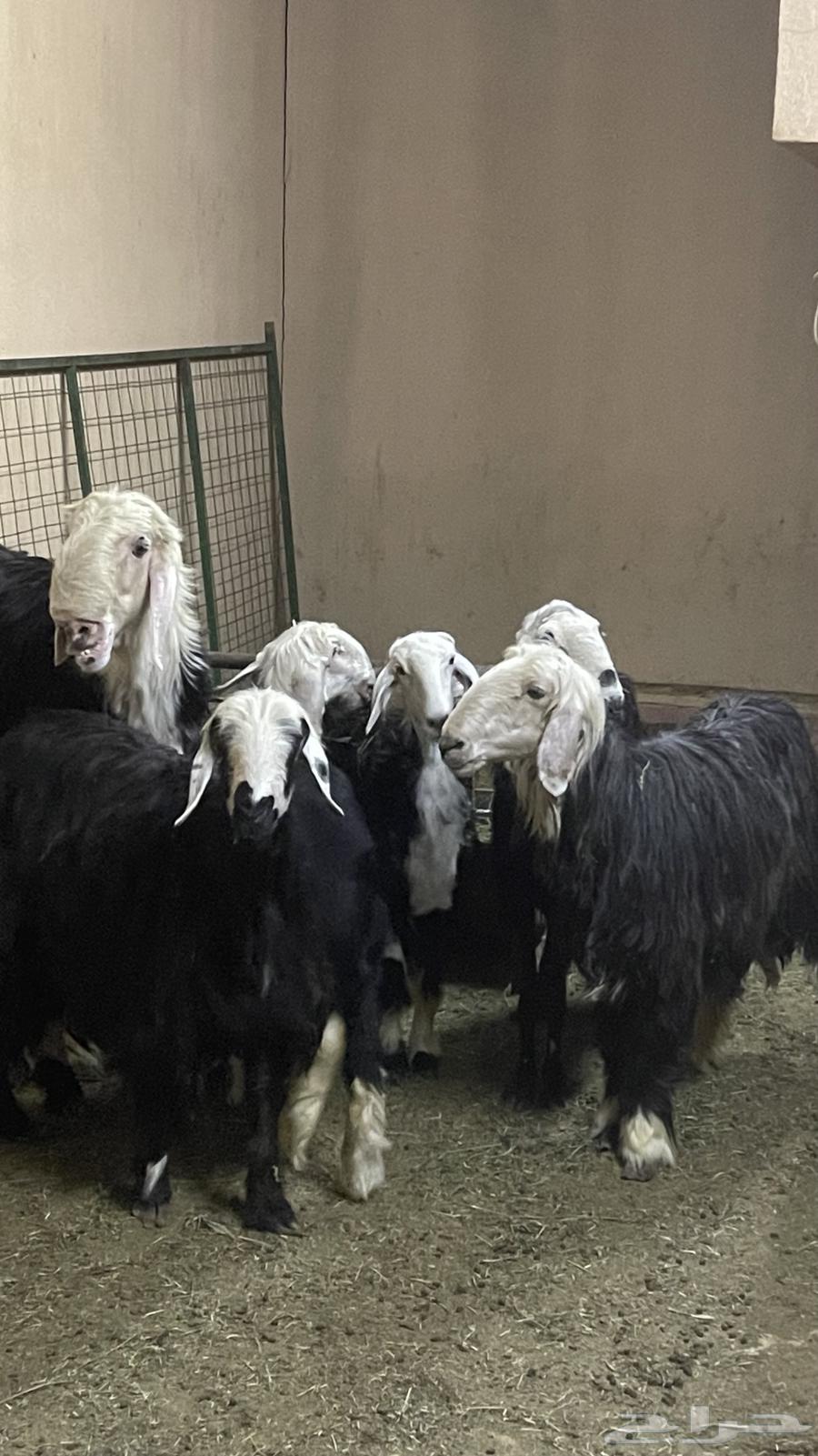 شياه نجد ( تم البيع )64562305288578112