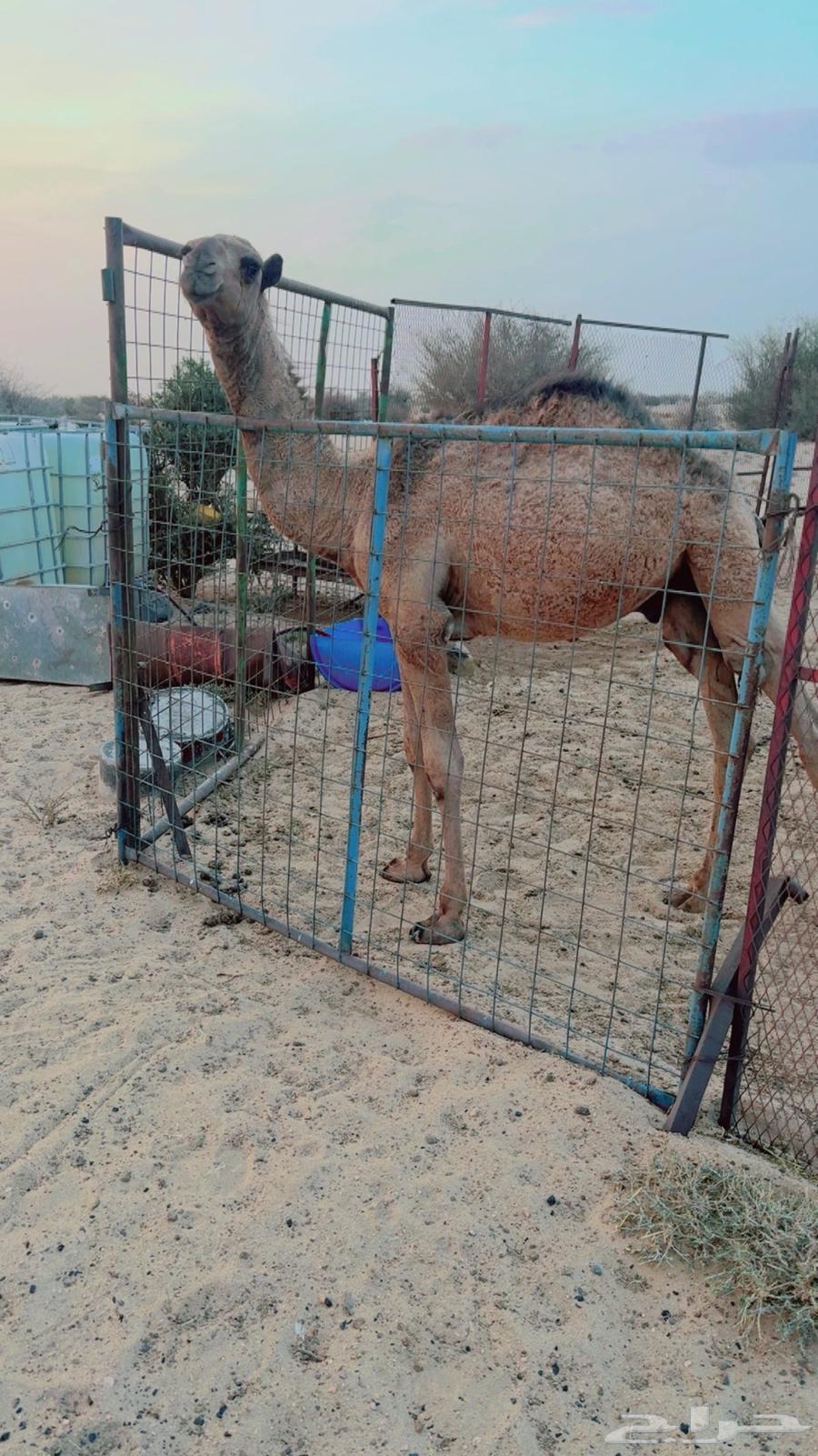 قعود للبيع عمره 9 شهور64561000784257110