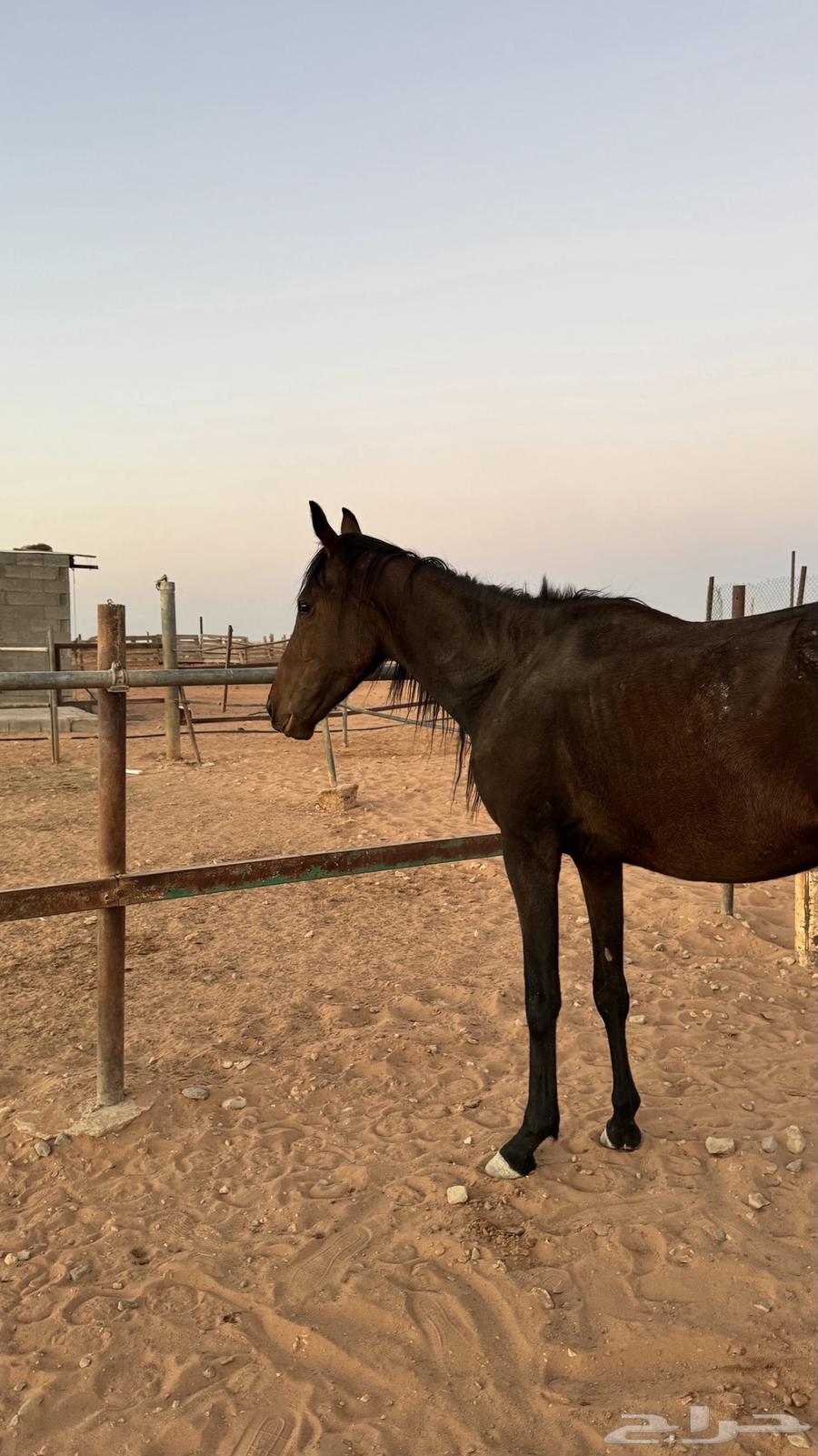 مهره انقليزيه64561967595267112