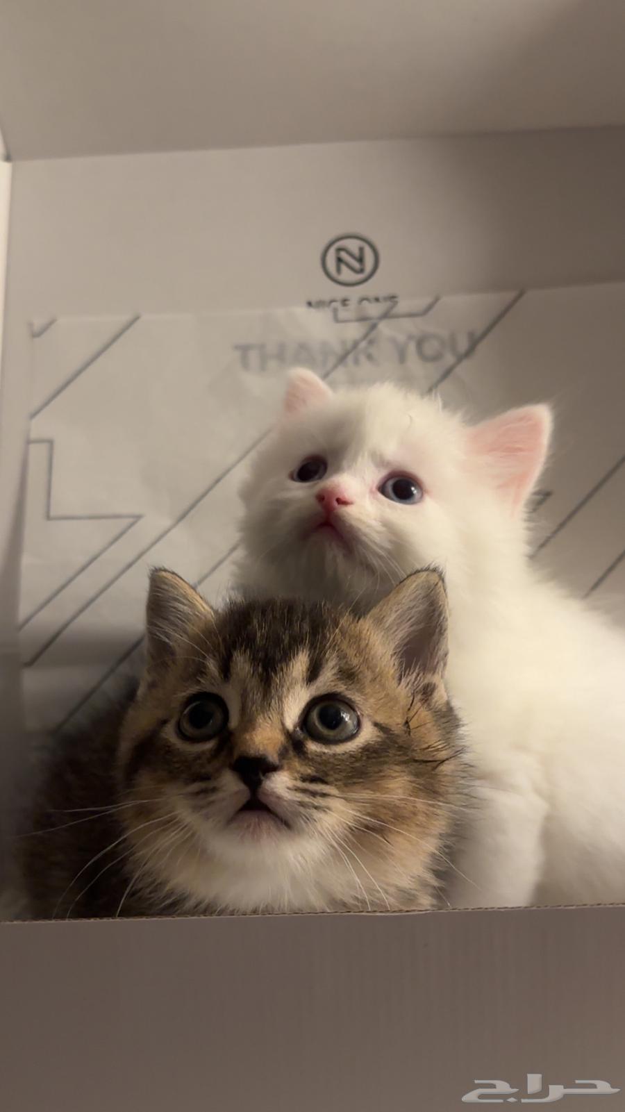 Cats64558919585539110