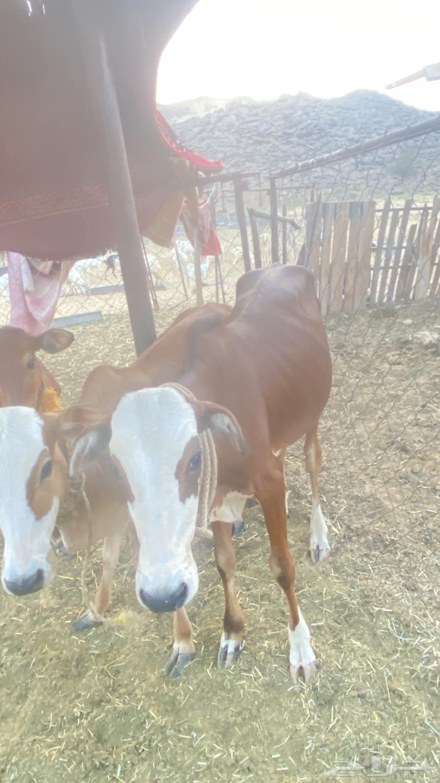 حسيل للبيع64558544518658112