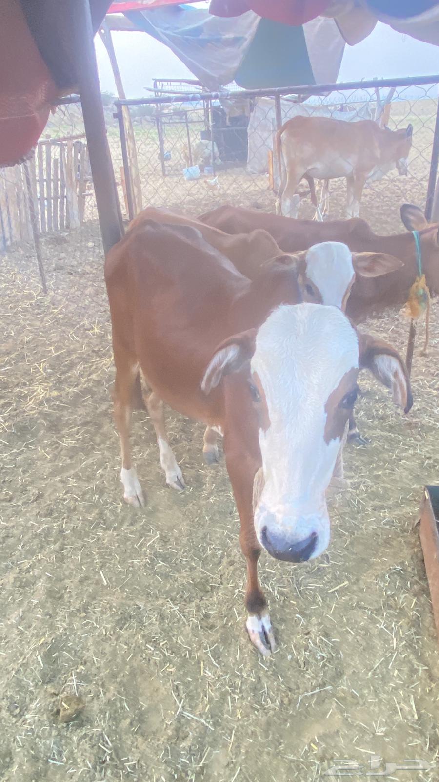 حسيل للبيع64558544518658111