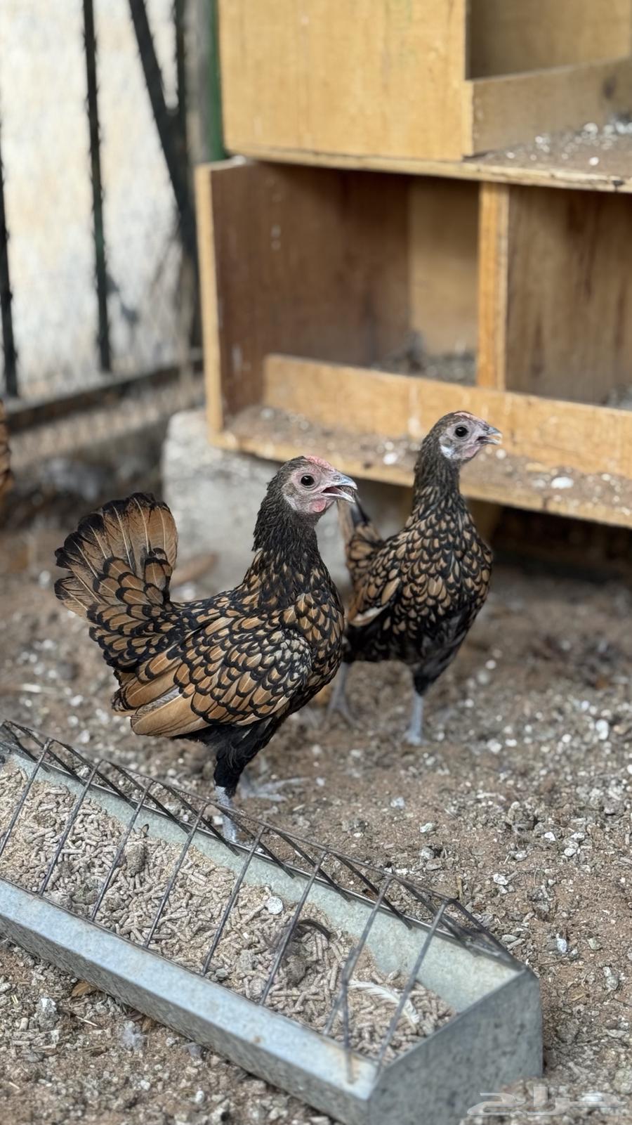 دجاج سبرايت نحاسي ( TOP) بياض64558294322433113