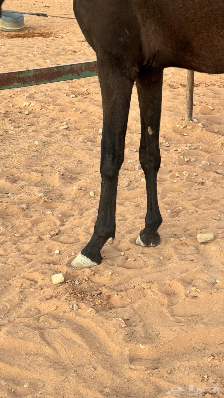 مهره انقليزيه64561967595267113