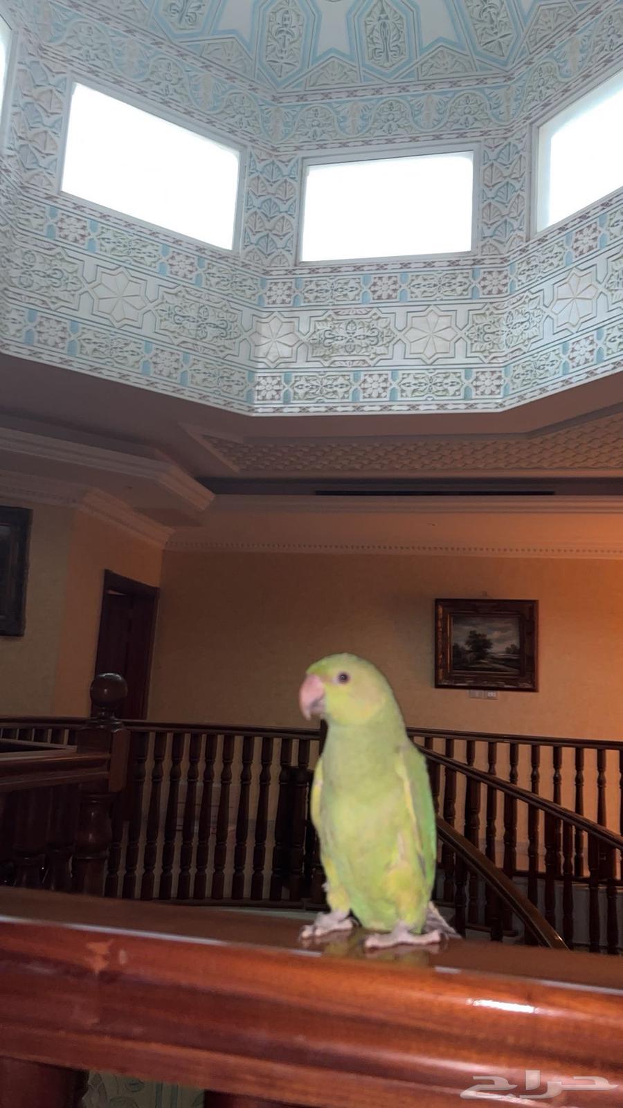 درة هندي64561545661953112