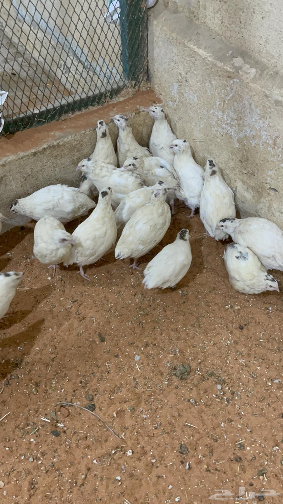 سمان تكساس بشاير  تم البيع64561194017795110