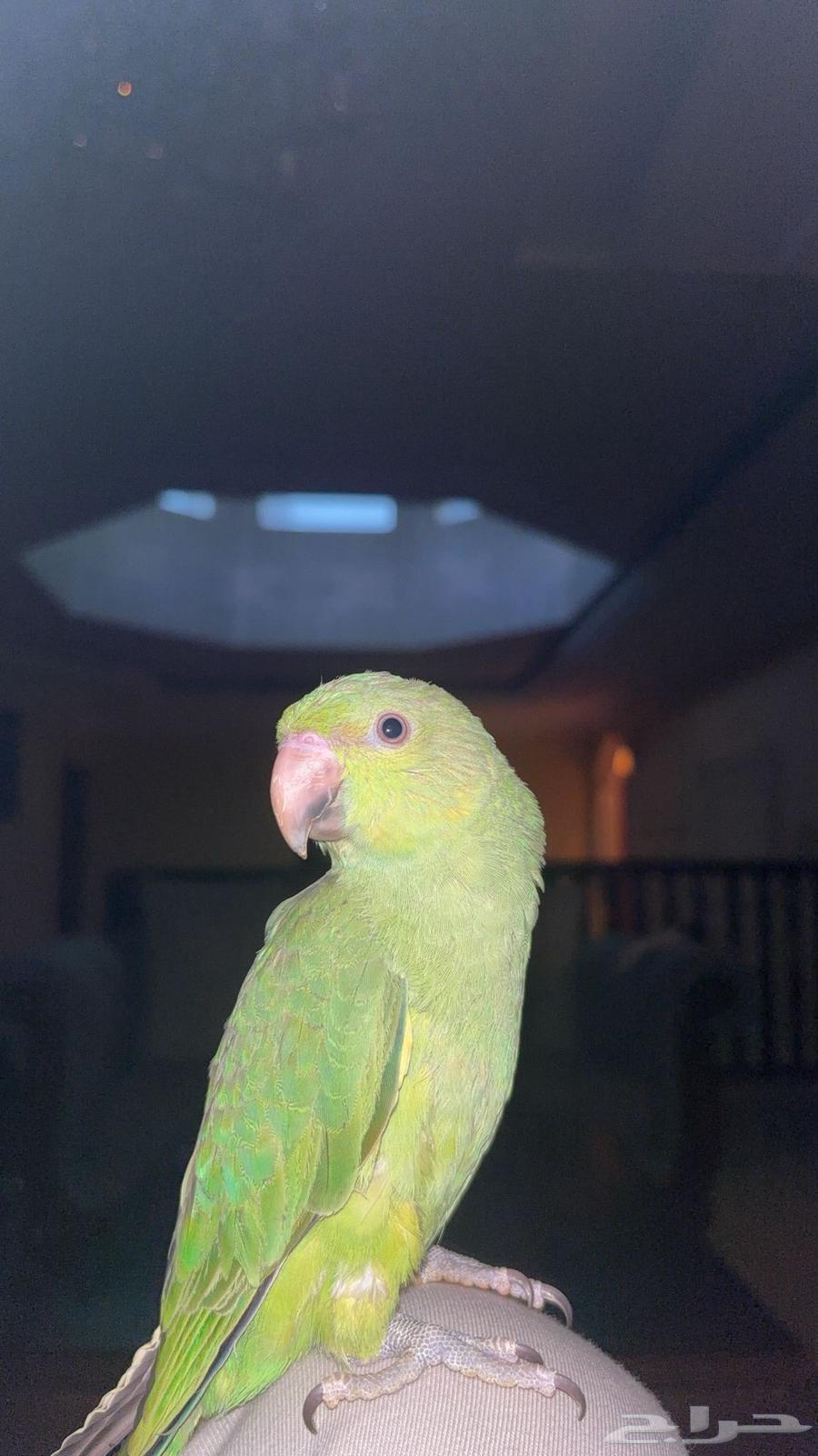 درة هندي64561545661953110