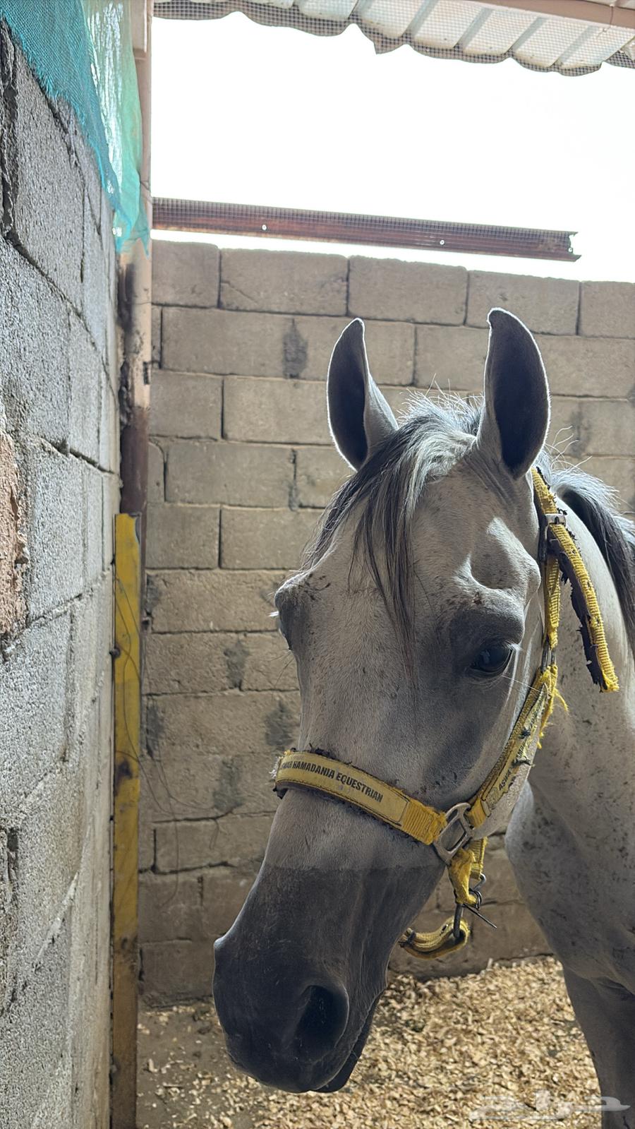 حصان عربي64557768459651110