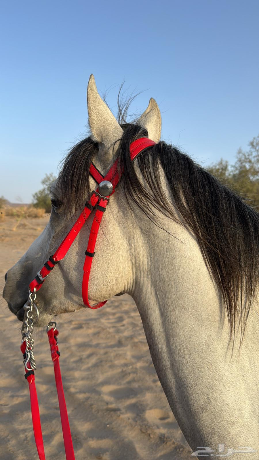 حصان كفو للبيع الحد 350064553454117891111