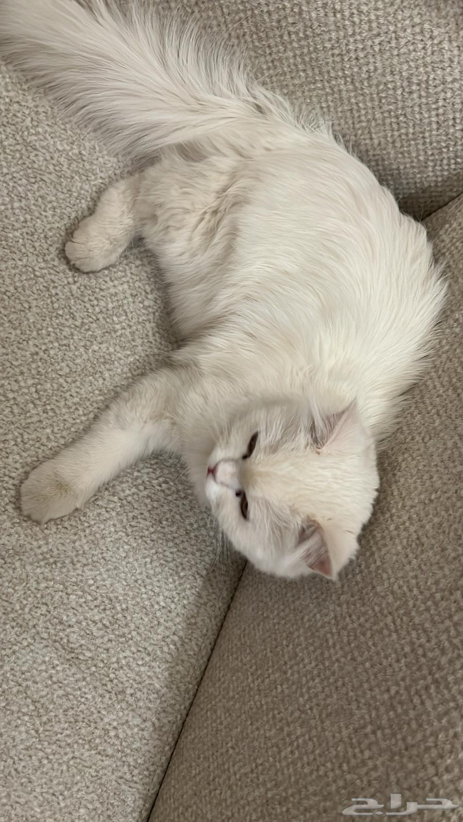 Enough, selling a cat for sale, no health issues, reason for selling not needed64559520117763112