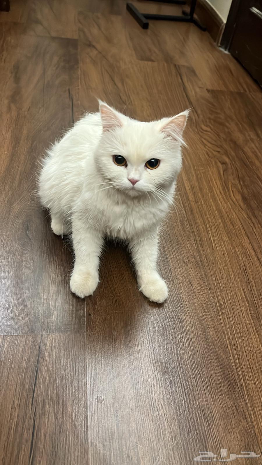 Enough, selling a cat for sale, no health issues, reason for selling not needed64559520117763110