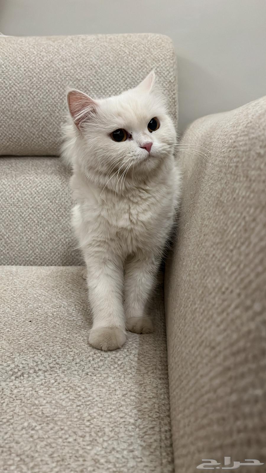 Enough, selling a cat for sale, no health issues, reason for selling not needed64559520117763111