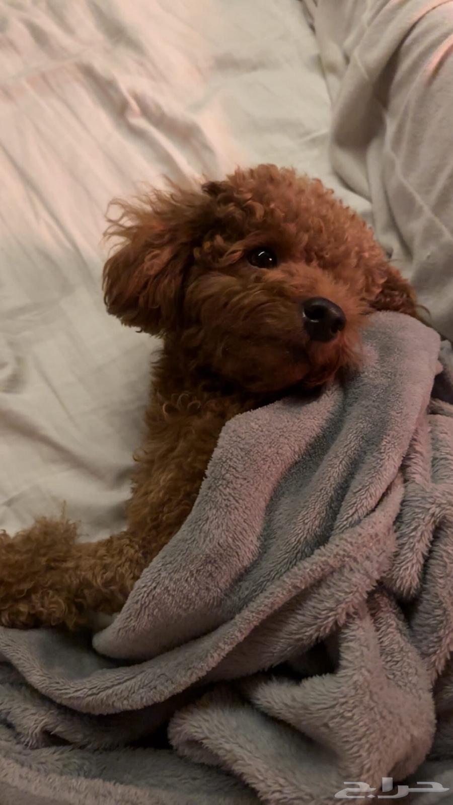 ايناث ذكور بيور بودل64558878238723114