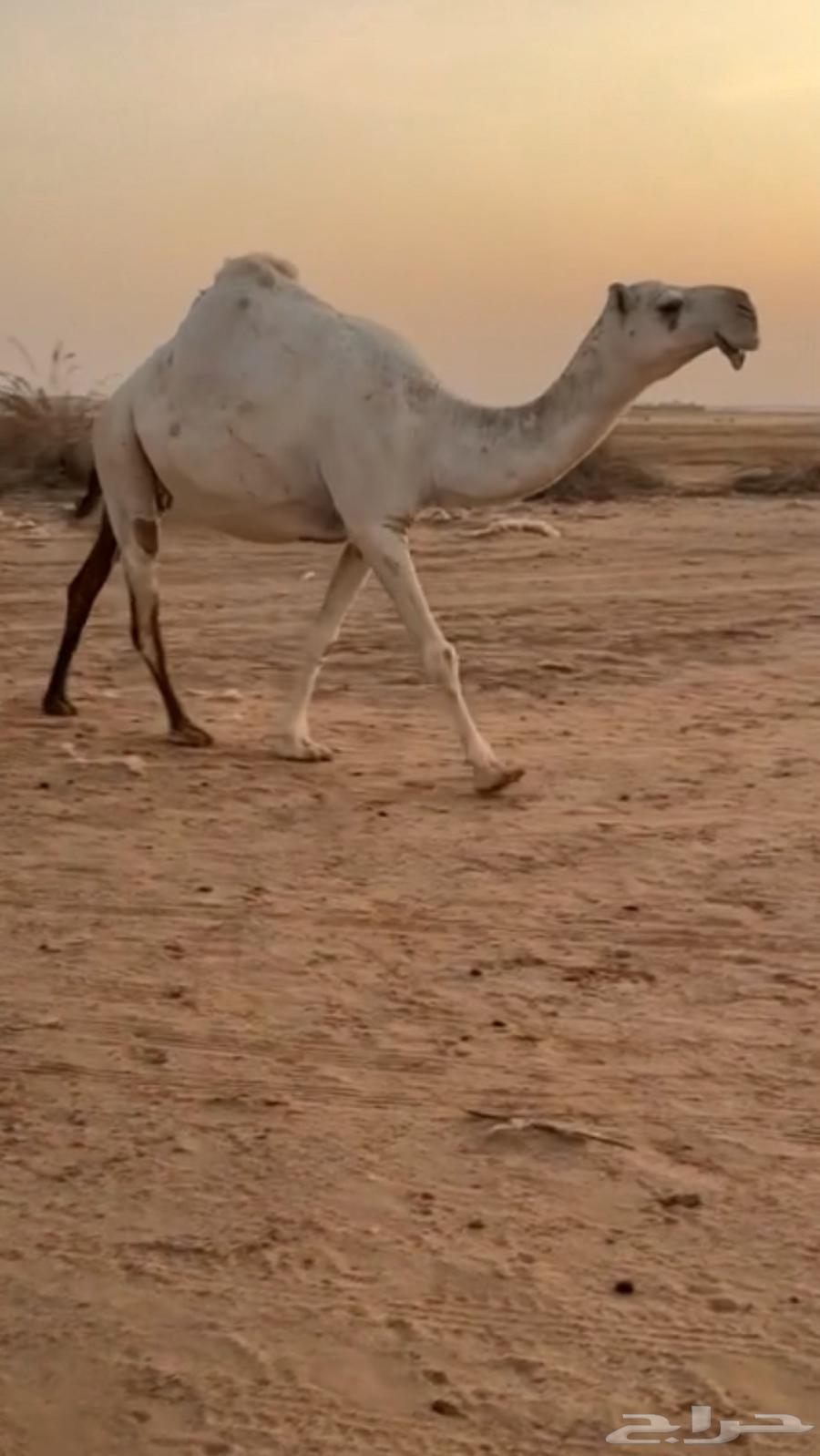 للبيع القحه الكفو64555842653314111