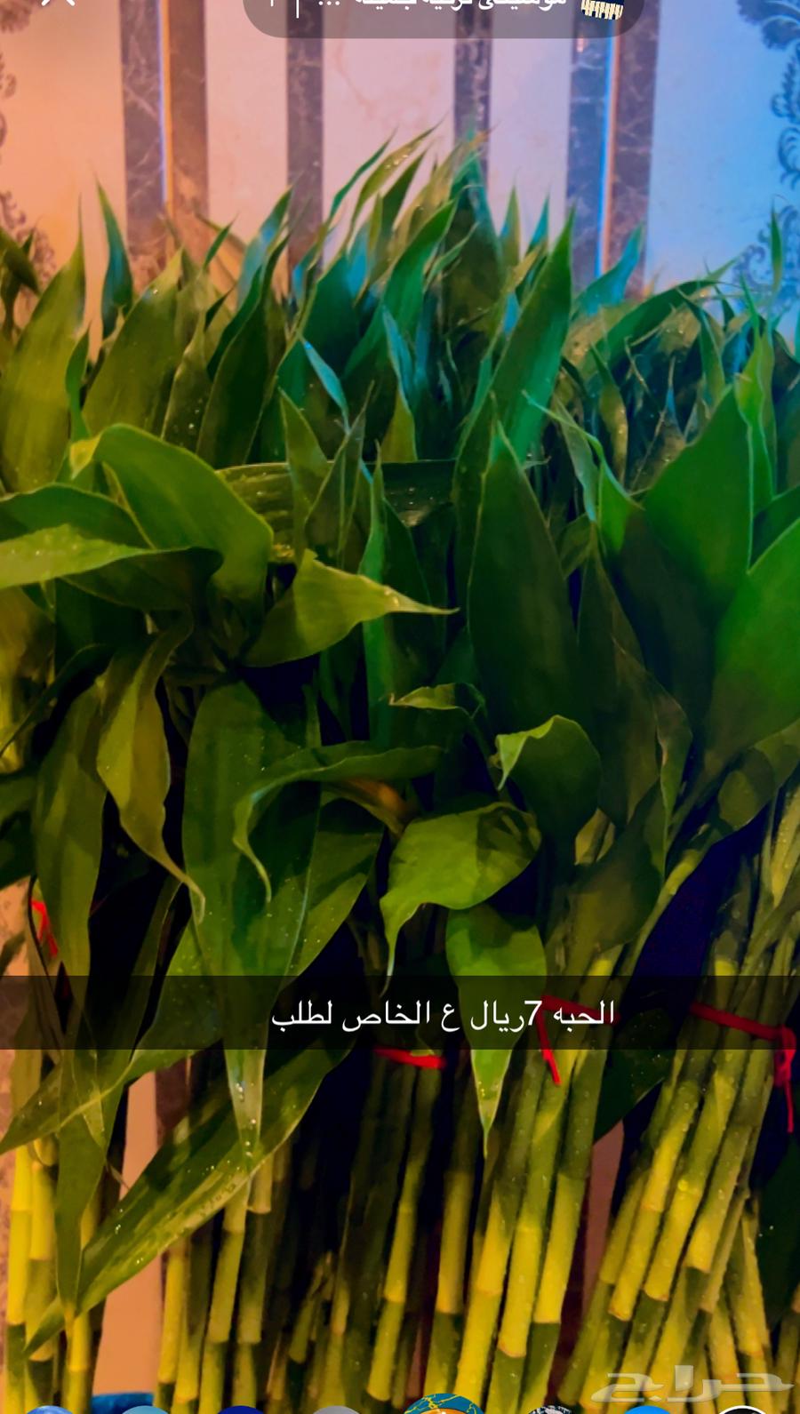 Indoor trees64554314676995110