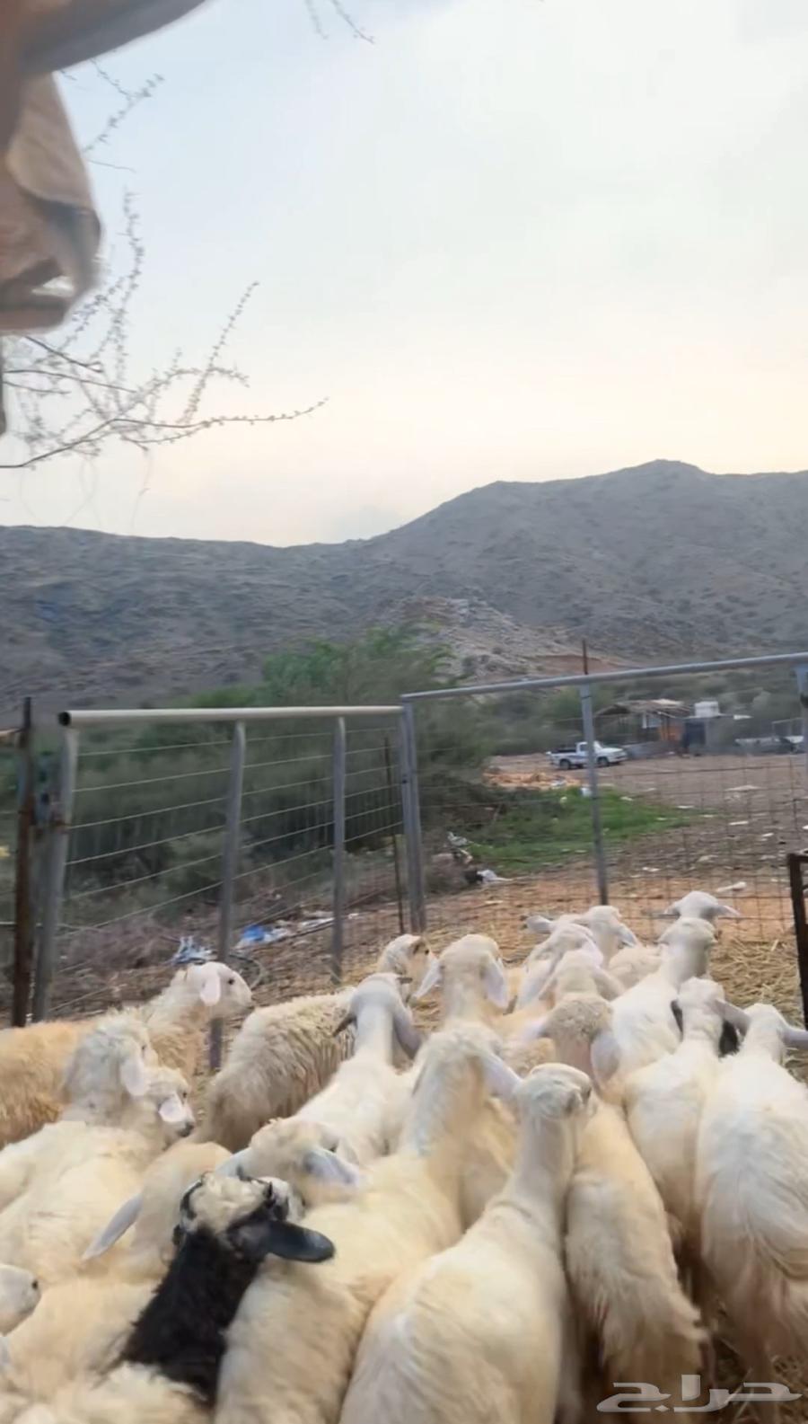 طليان ورخال64553623497730110