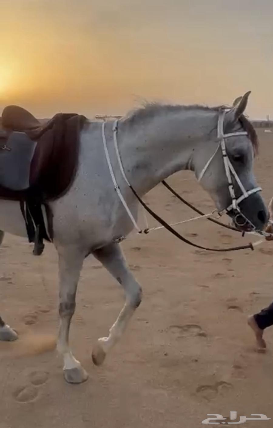 تاجير خيول ( رحلات خيول للبحر ) ابحر الشمالية64557250807683113