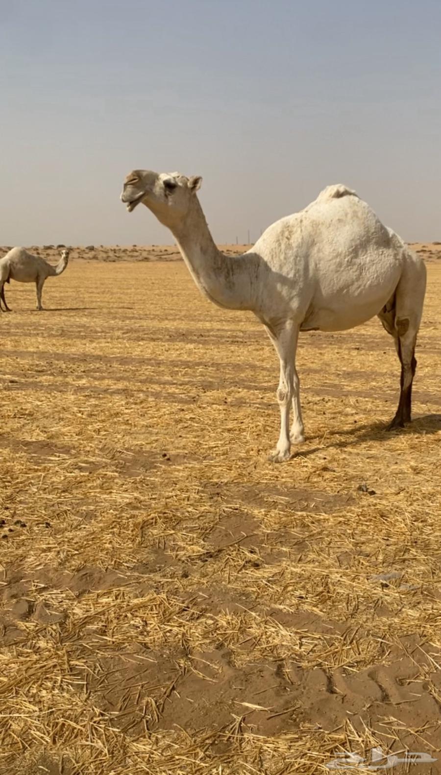 للبيع القحه الكفو64555842653314110