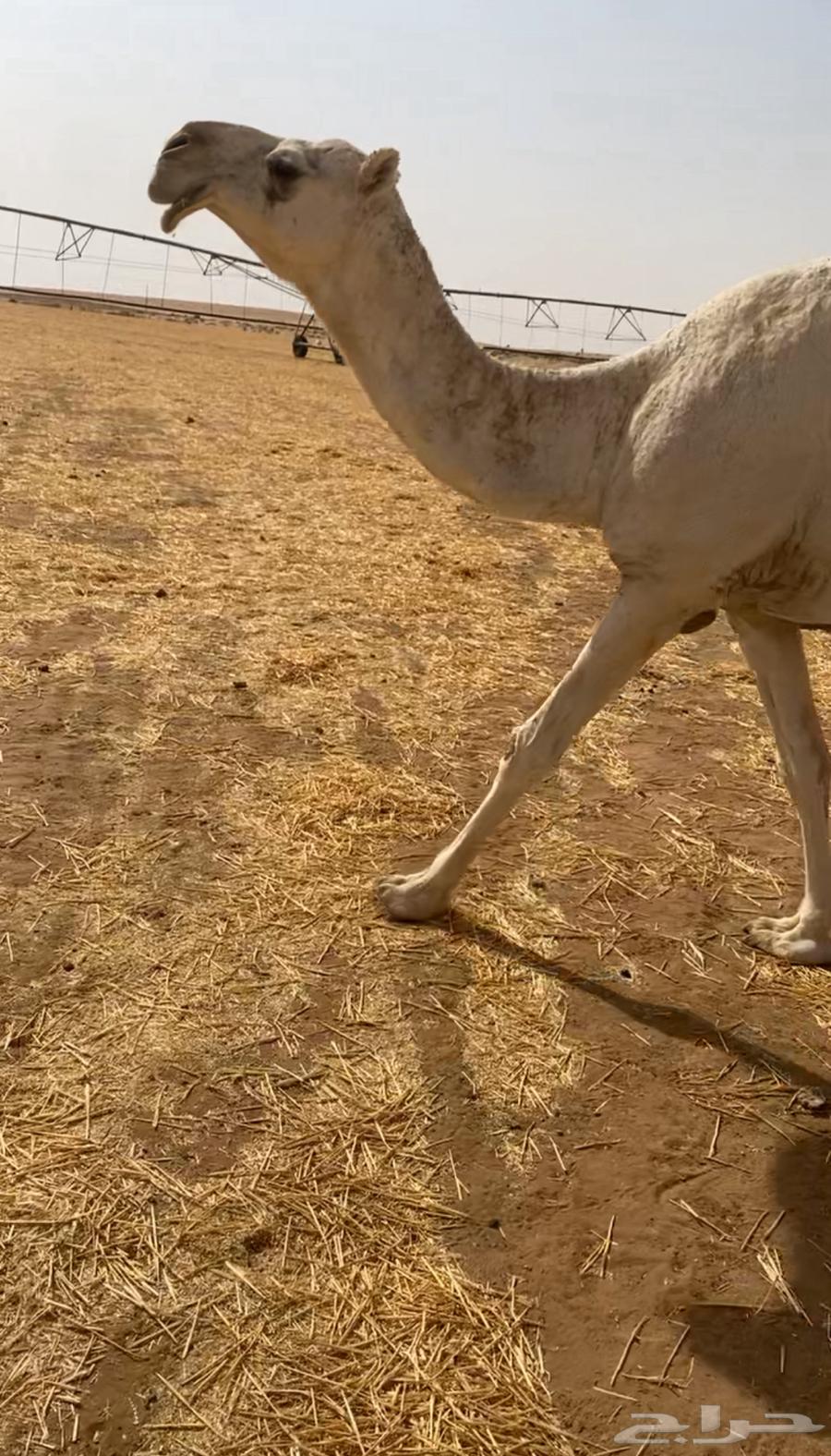 للبيع القحه الكفو64555842653314112