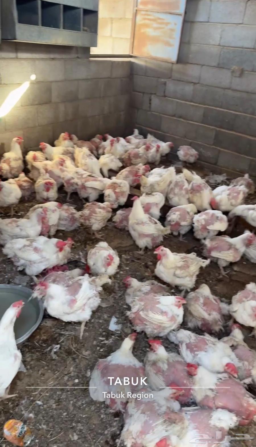 دجاج لاحم للبيع اوزان ممتازه وصحة شرط64556847258241111