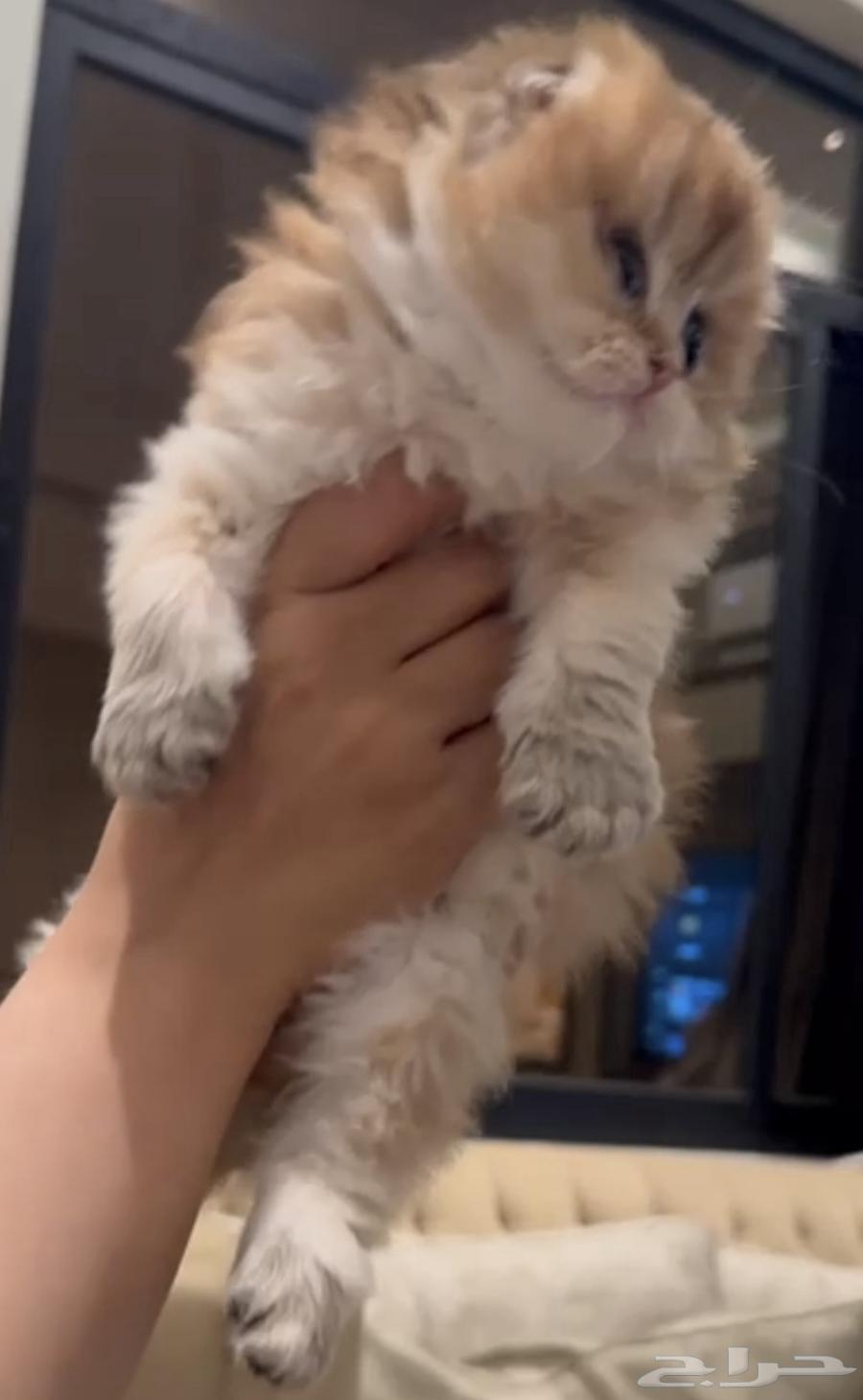 Scotch64560388694785110