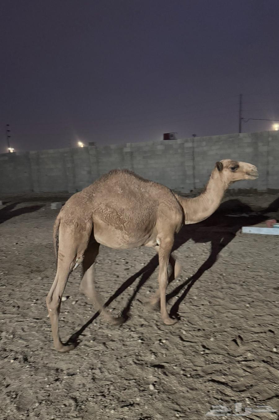 قعدان. للبيع على السوم. العمر. 8 شهور64559561900675114