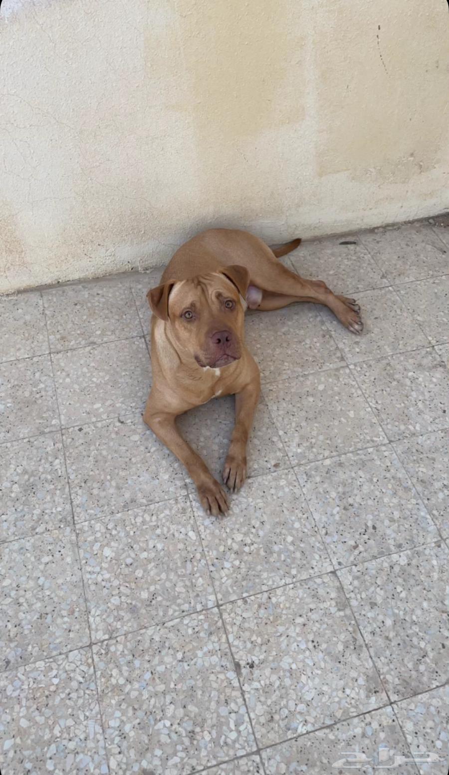 بيتبول64559351755394111