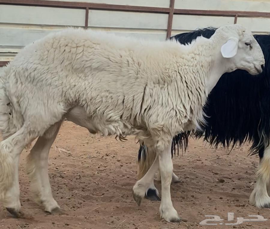 Stallion with Conditional Freedom64559561926274111