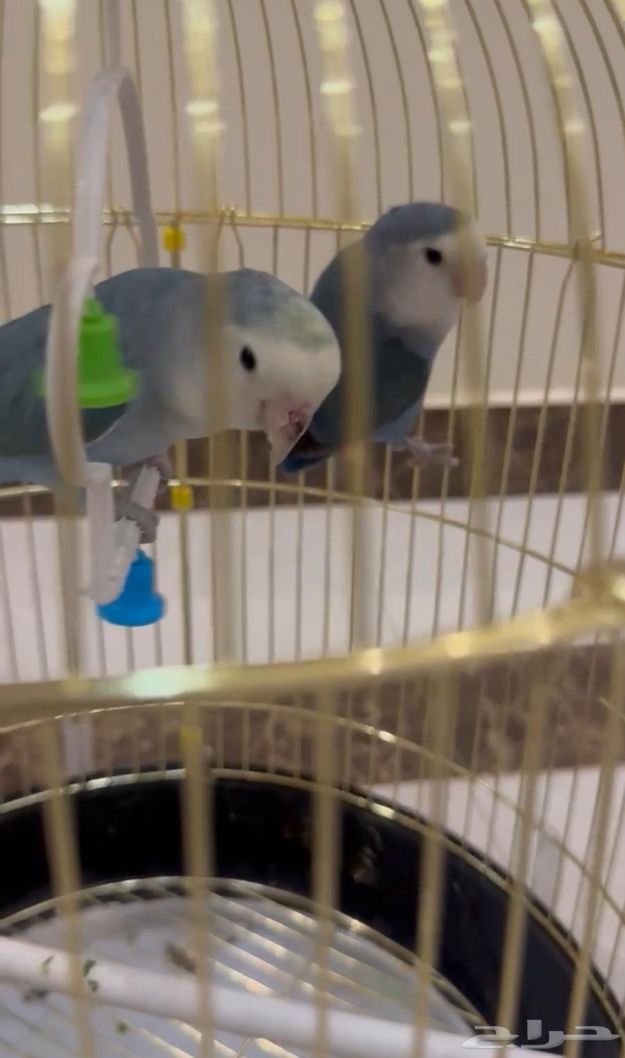 روز للبيع لون ازرق64558363750531110