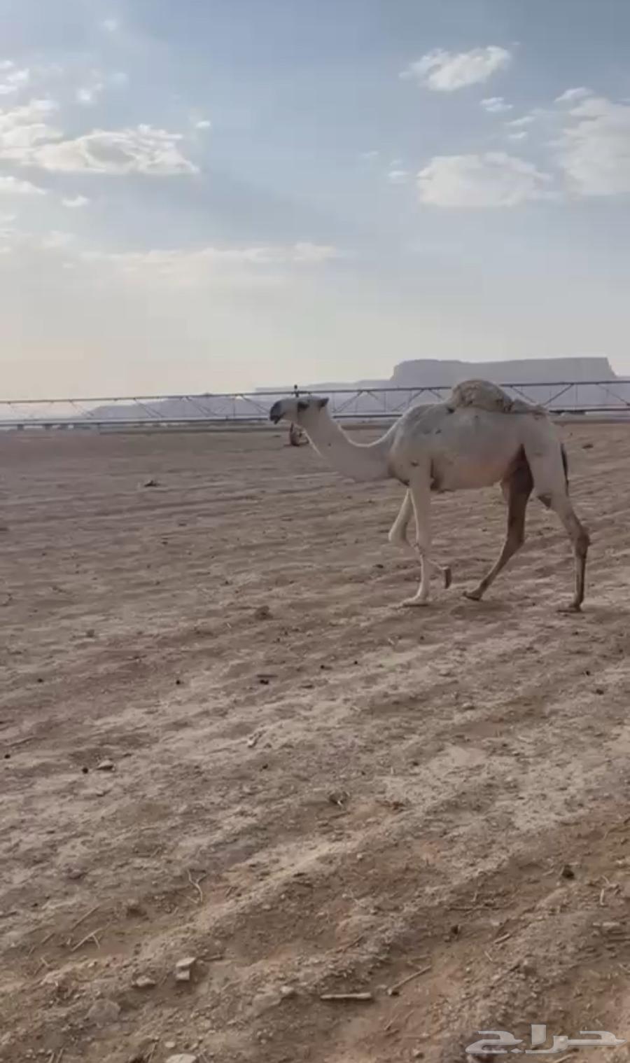 مفروده طيبه للبيع64558155814914110