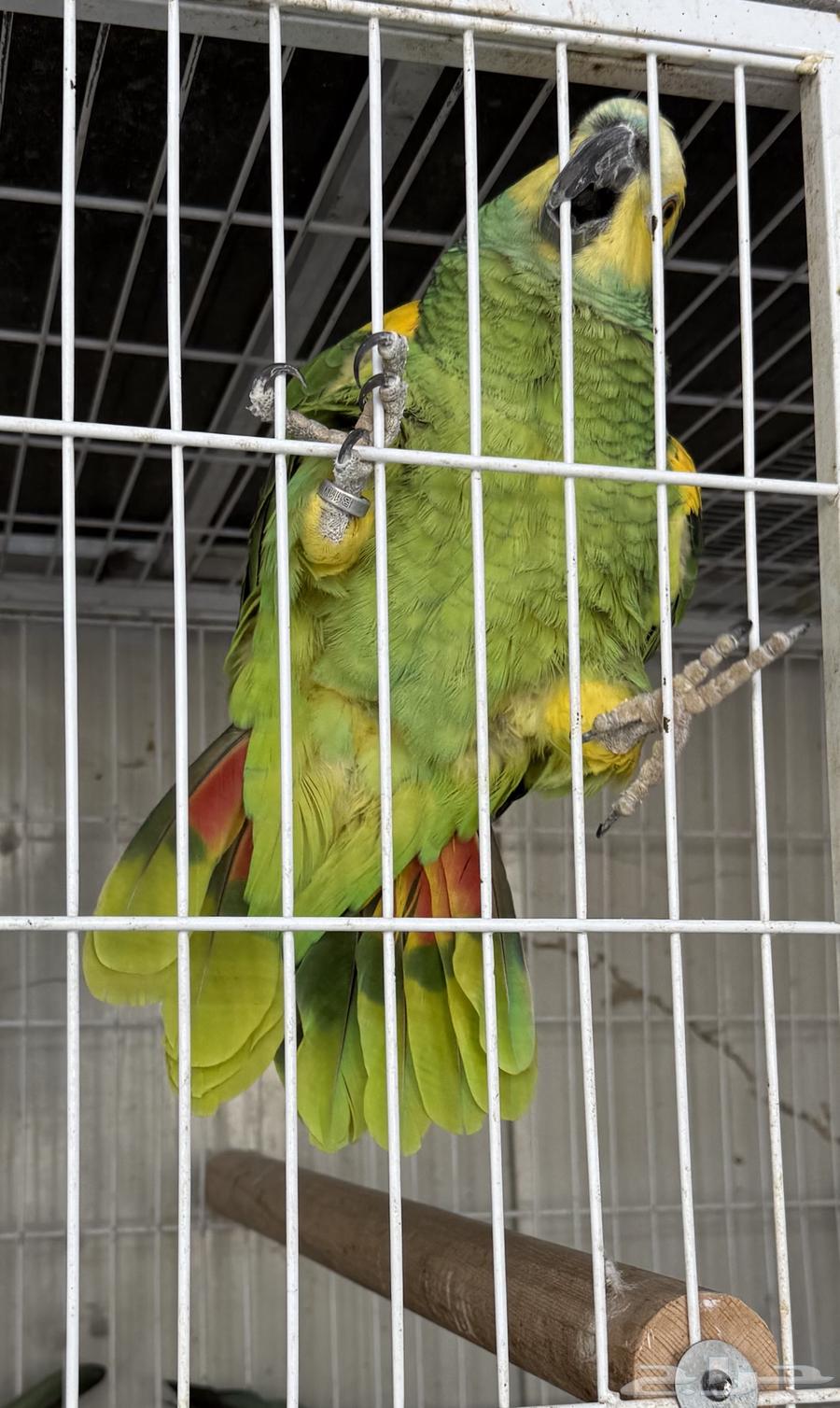 أمازون بلو فرونتد جاهز للإنتاج64555291610370113