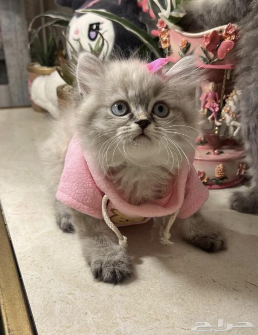 قط هاملايا مع جميع ملحقاته للتبني64560572454787110