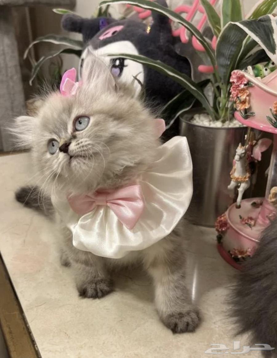 قط هاملايا مع جميع ملحقاته للتبني64560572454787112