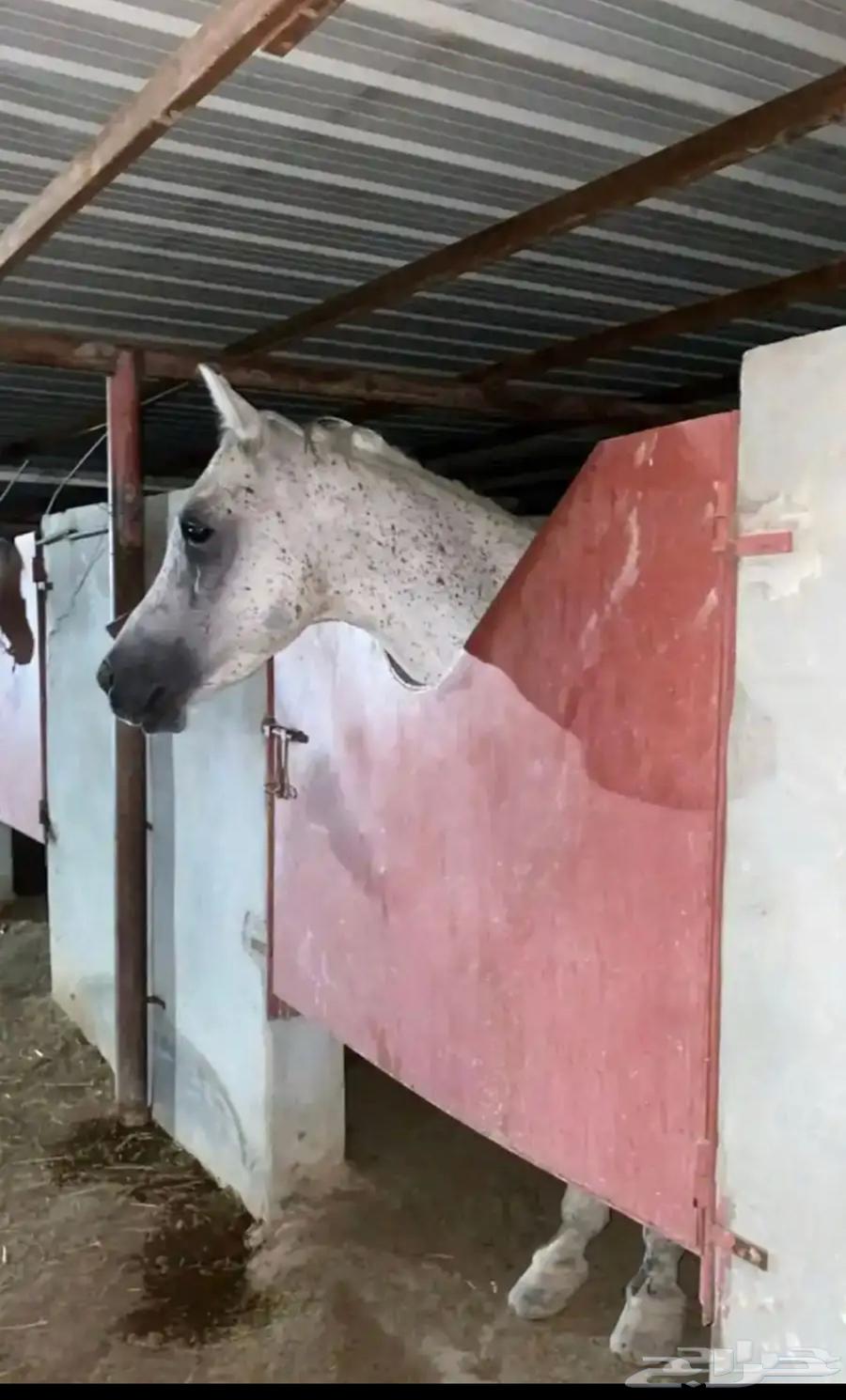 حصان للبيع واهو جاهز لالنقل السوم4000والبع قريب64560965800450110