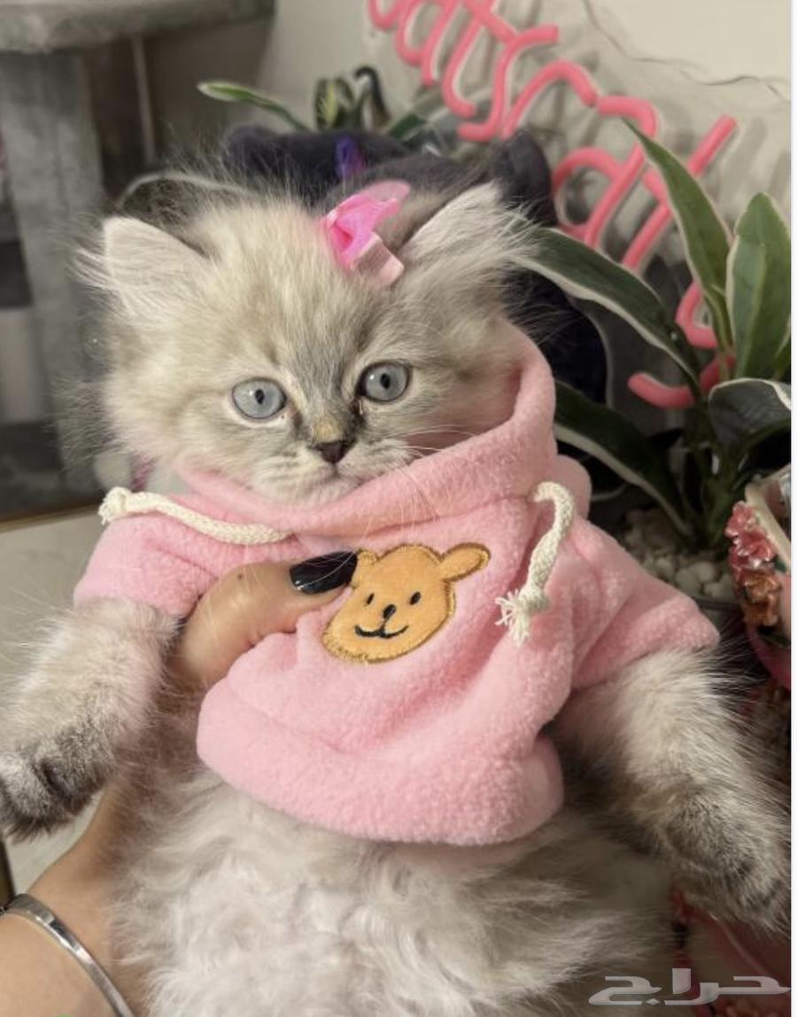 قط هاملايا مع جميع ملحقاته للتبني64560572454787111