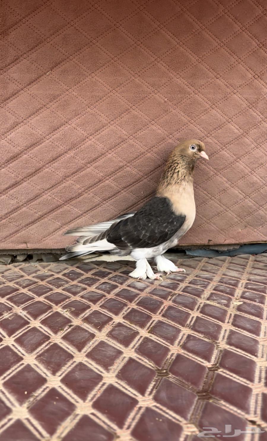 الاهل الفواخر والصنف الطيب جوز اورفلي فاخر64556356935554112