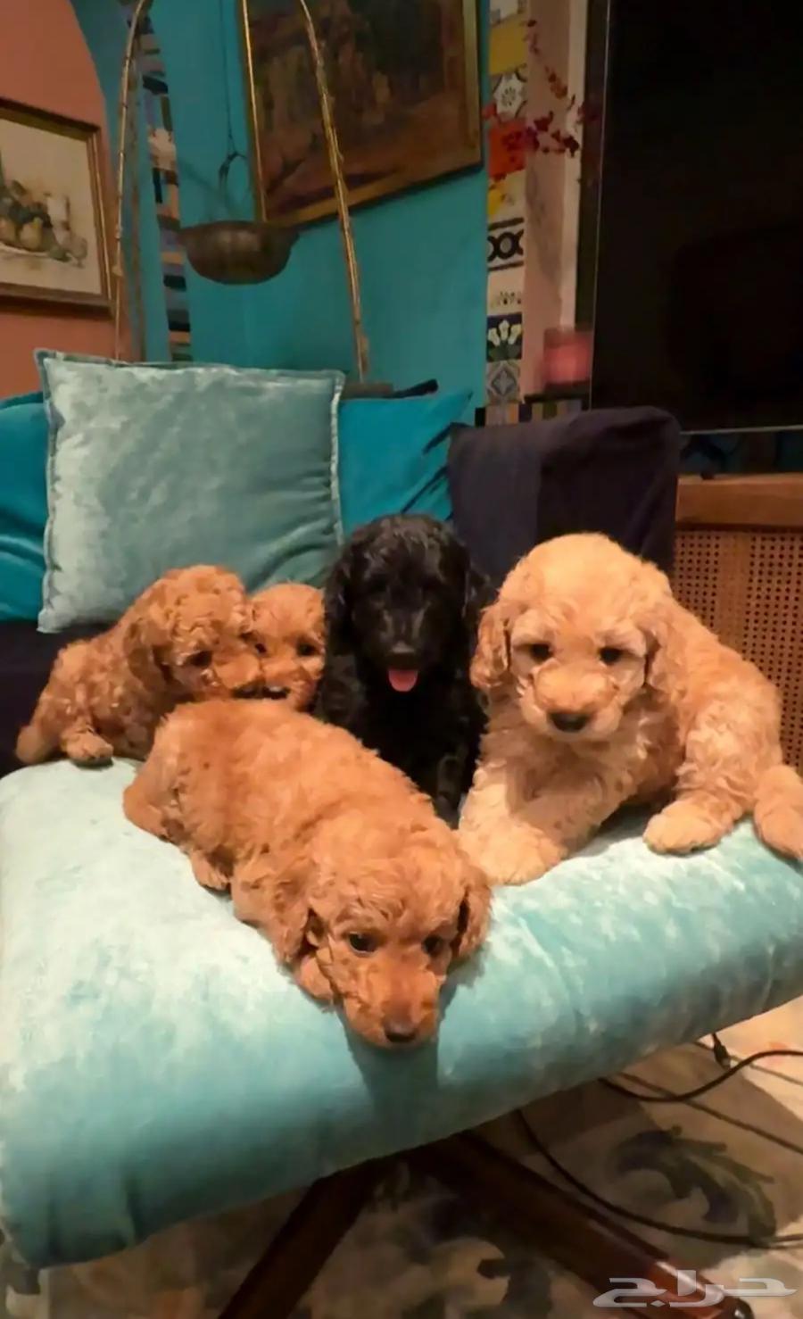 ايناث ذكور بيور بودل64558878238723111