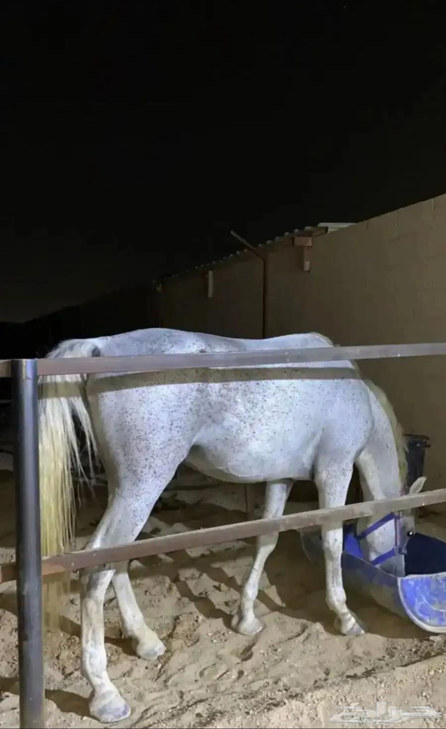 حصان للبيع واهو جاهز لالنقل السوم4000والبع قريب64560965800450112