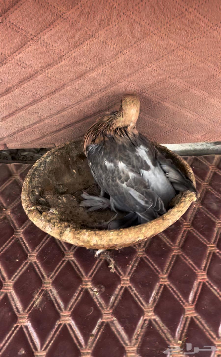 الاهل الفواخر والصنف الطيب جوز اورفلي فاخر64556356935554113