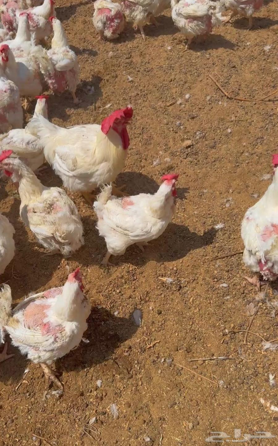 دجاج لاحم للبيع اوزان ممتازه وصحة شرط64556847258241110