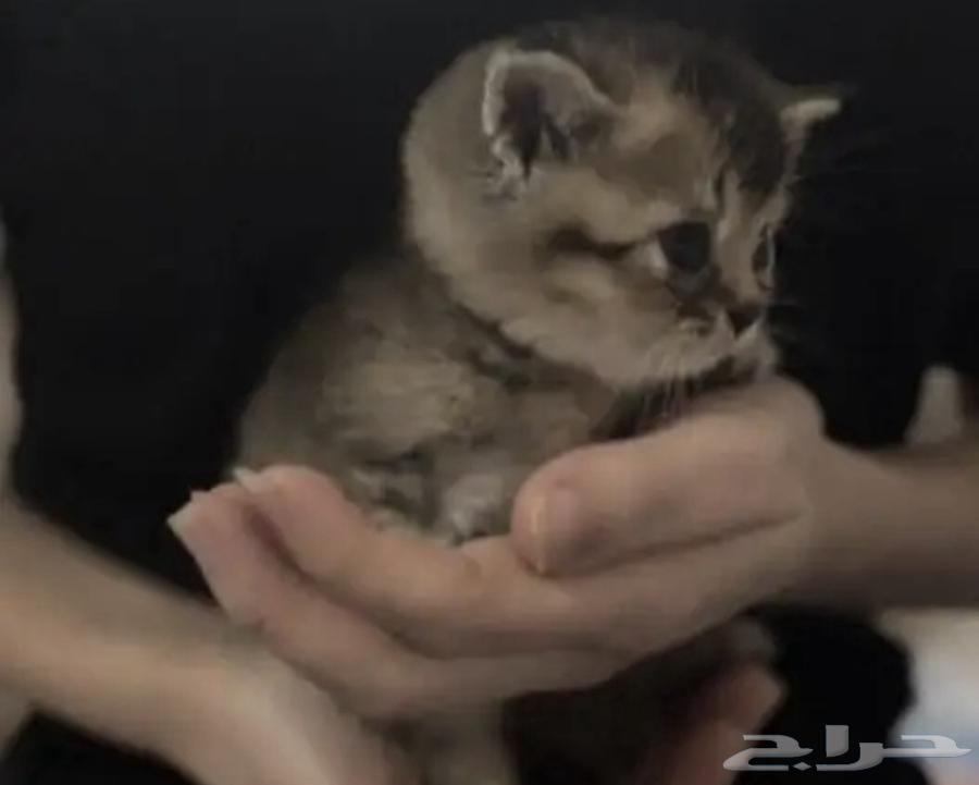 قطط للبيع64560698503938111
