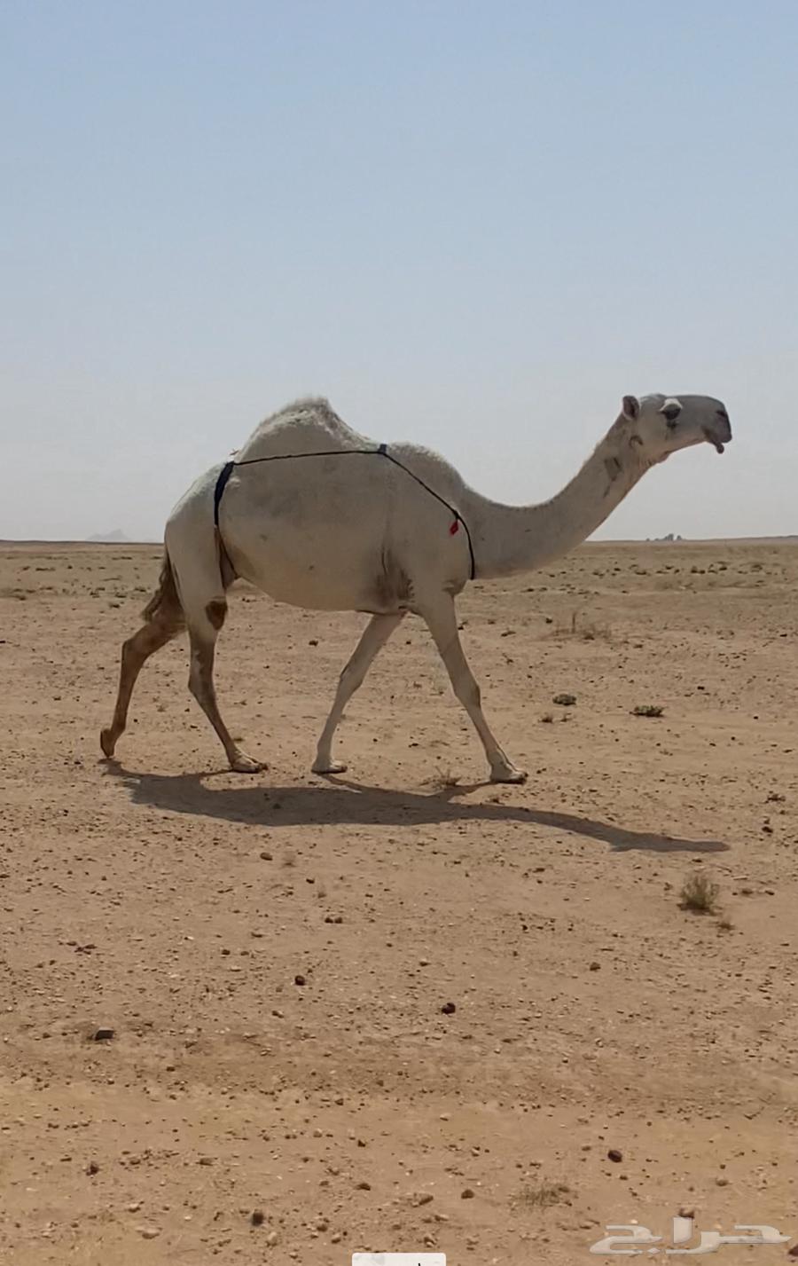 عشرا مبيوع ولدها64556084796801110