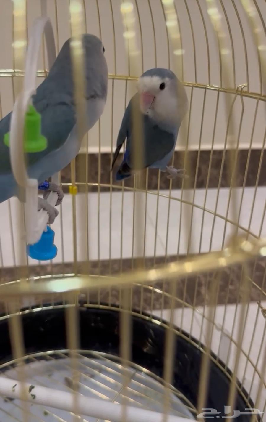 روز للبيع لون ازرق64558363750531111