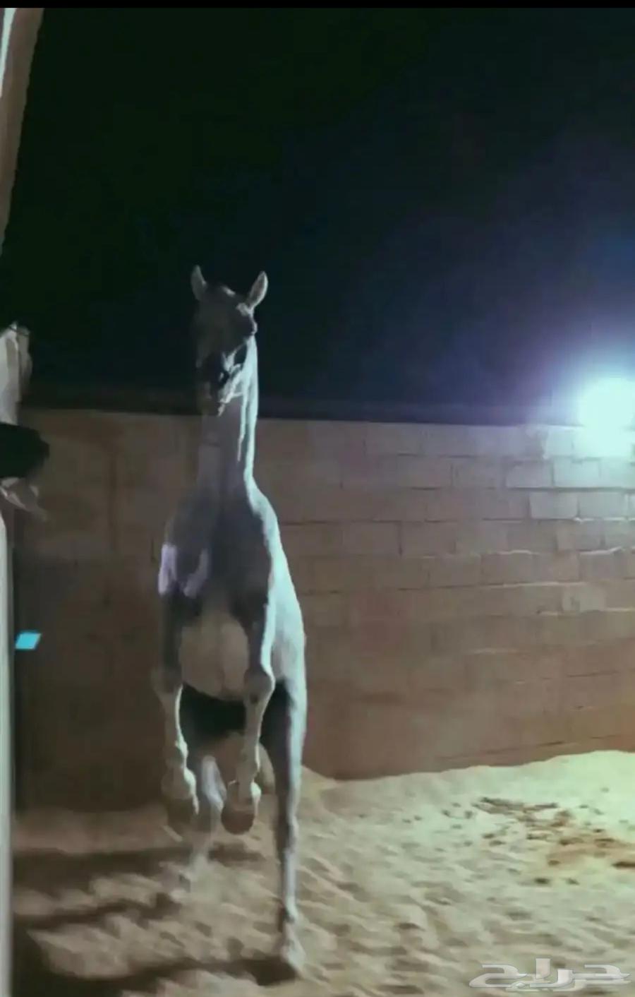 حصان للبيع واهو جاهز لالنقل السوم4000والبع قريب64560965800450113