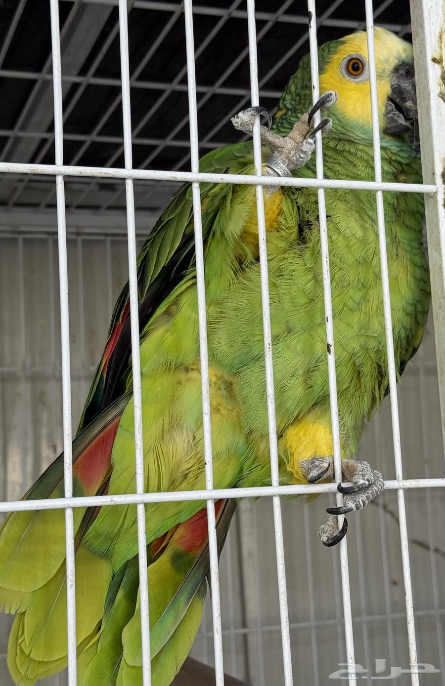 أمازون بلو فرونتد جاهز للإنتاج64555291610370112