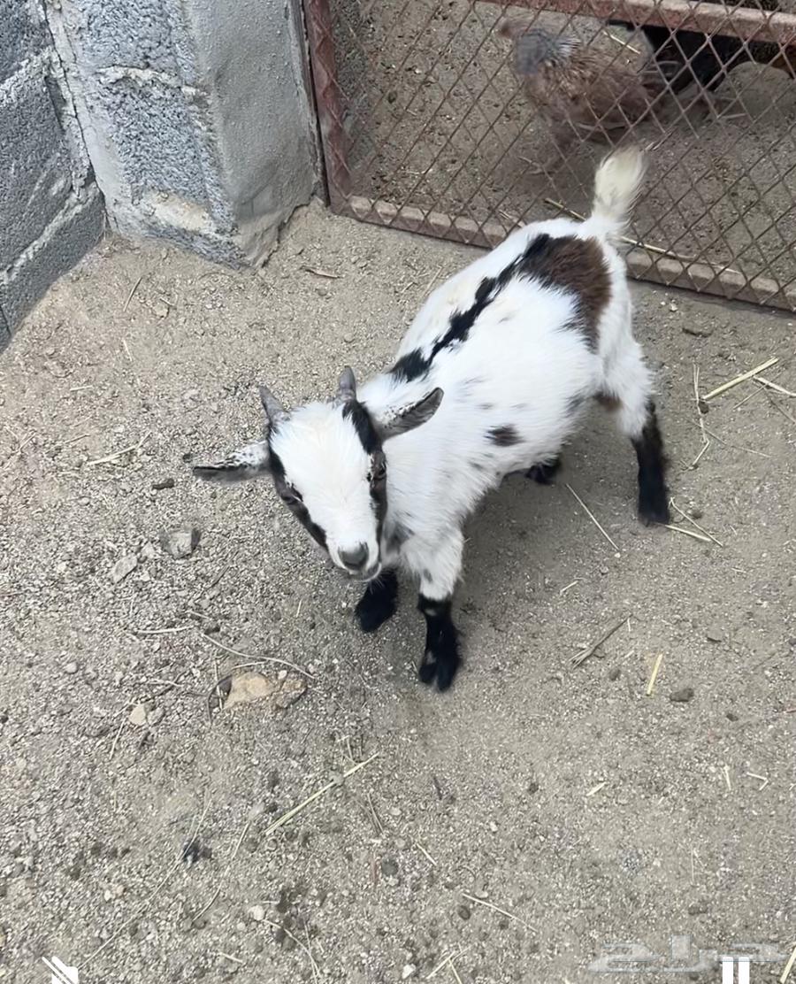Dwarf goat64560150547585110