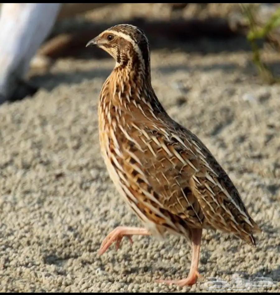 للبيع سمان الجوز على 20 ريال64560262665731110