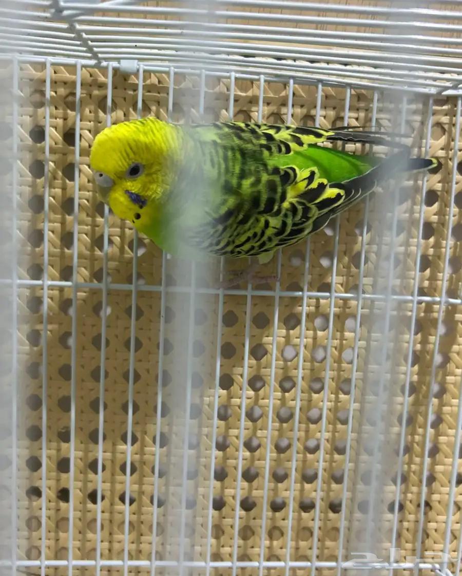 طيور جوز بادجي64562473447682110