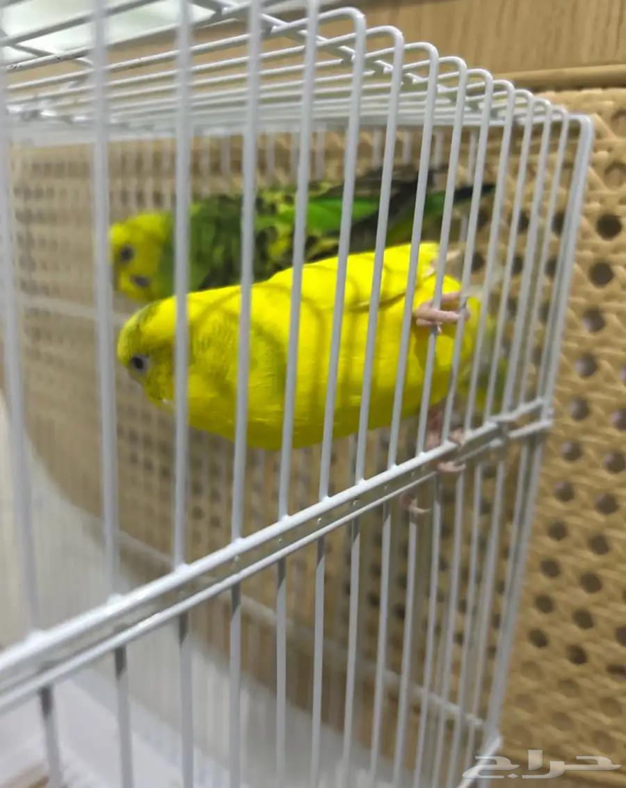 طيور جوز بادجي64562473447682111