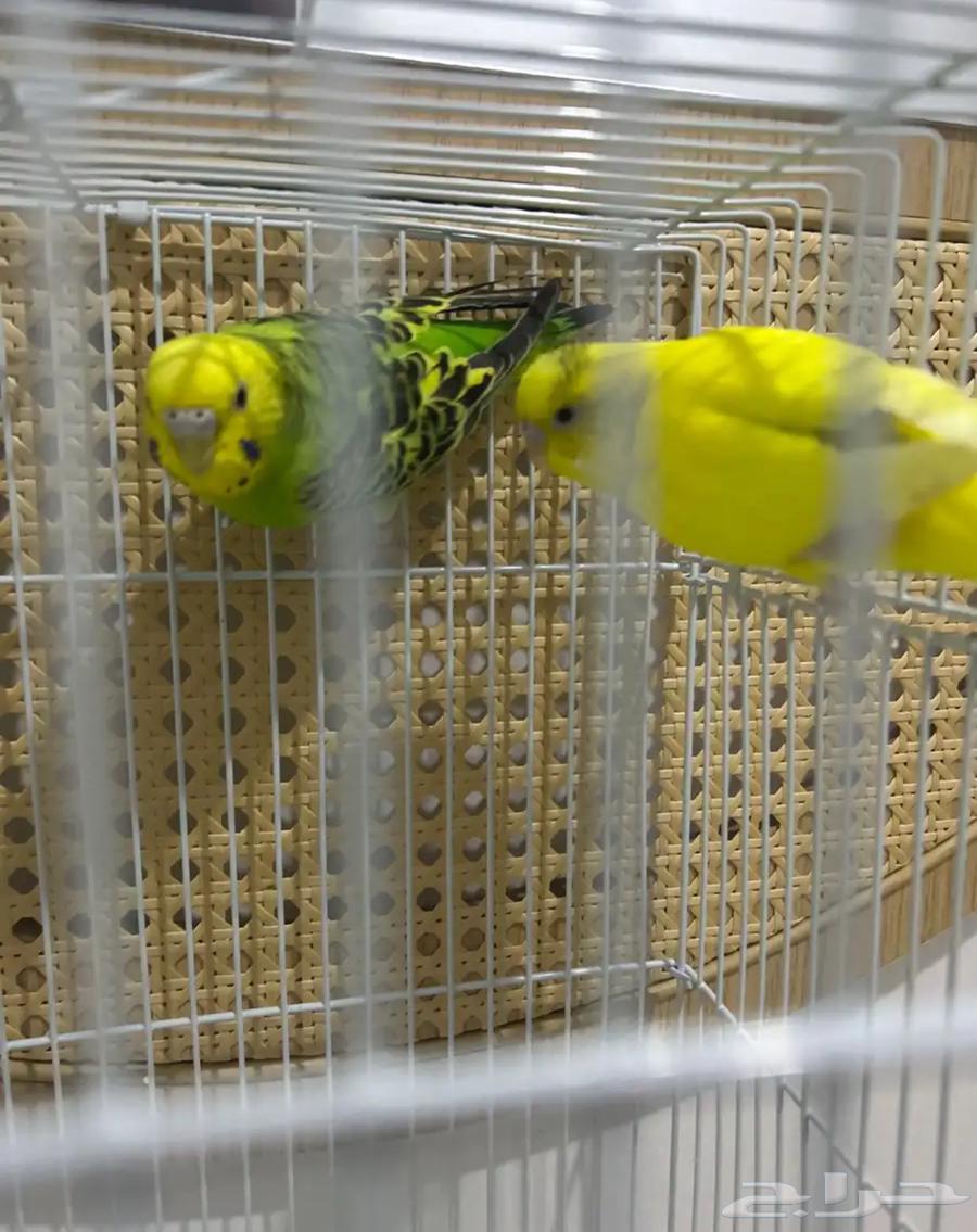 طيور جوز بادجي64562473447682112